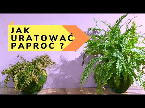 Wideo: Dlaczego Paprocie Są Roślinami Wyższymi