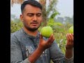 🍐গোল্ডেন ৮ বারো মাসি পেয়ারা 🍐 সারা বছর ফলন 🍐 উচ্চ ফলনশীল জাত #agriculture #ফলচাষ #farming #guaba