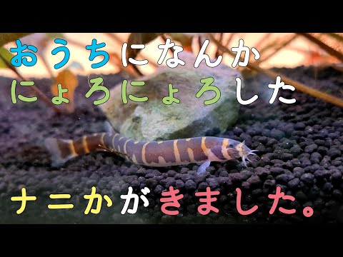 クーリーローチの飼育方法とは ドジョウの仲間 クーリーローチの生態 はじめてのアクアリウム