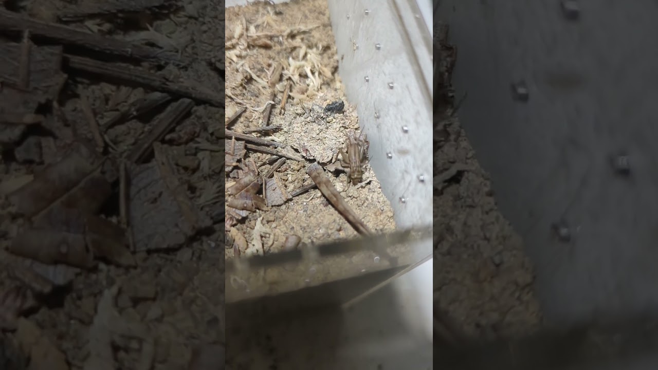 Spiny Trapdoor Spider feeding/6 (idiosoma rhaphiduca) 