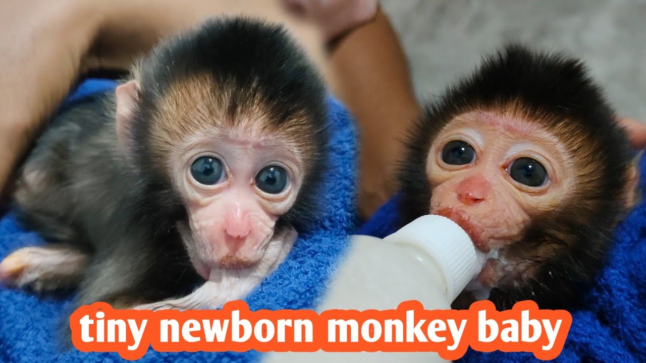 Welcome the newborn baby monkey, ado-pt a stran-ded baby monkey at the ani-mal mar-ket for care.