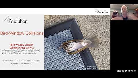 Bird - Window Collisions: What You Can Do To Help Save Birds