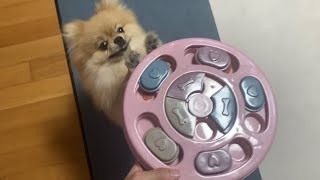 포메라니안 새끼강아지 포미 간식 찾기
