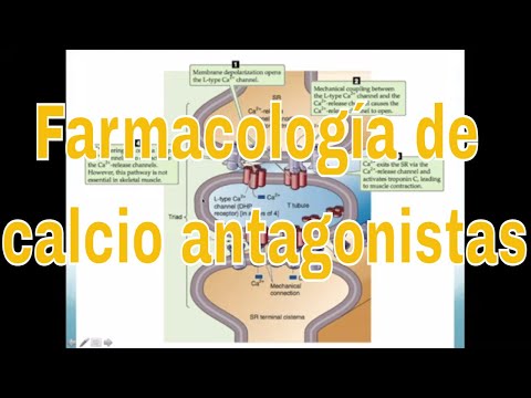 Farmacología del amlodipino, del diltiazem y otros bloqueadores de canales de calcio