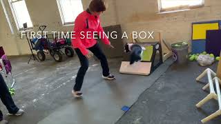 Flyball: Mastering the Pattern with Shelly Switick  Online Course in the Clean Run Learning Center