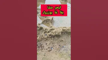 لبحر مشا بقا غا بوزروك 