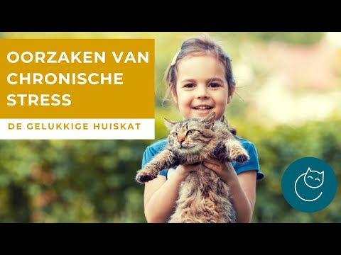 Video: Ben Jij De Oorzaak Van De Stress Van Je Kat?