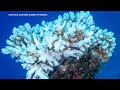 Academy of Sciences helps battle coral bleaching while developing new technologies