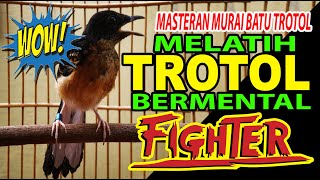 MASTERAN MURAI BATU EDAN-VOLUME 2..MENJADIKAN TROTOL  BERMENTAL TEMPUR | masteran murai batu terbaik