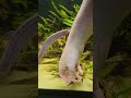 Friendly little Water Puppy
