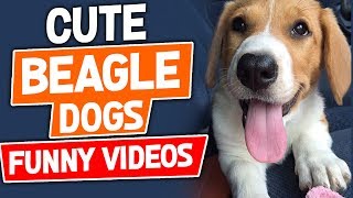 Cute Beagle Dogs Funny Videos Compilation 2018