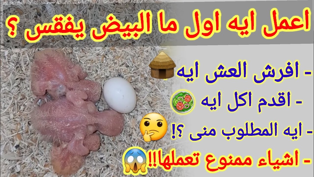 البيض فقس اعمل ايه ؟🐣😍