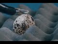 Like the flexible hands of a human being, this surgical robot peels the shell of a raw quail egg...