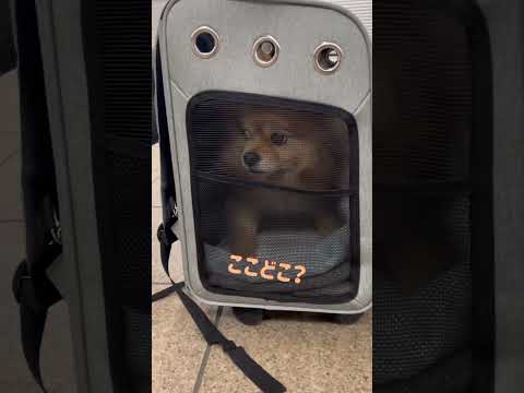 【犬と電車に乗ろうとしたけど】ポメラニアン×チワワ #Shorts #ポメチワ
