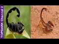 10 Especies Increíbles de Escorpiones