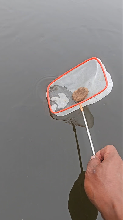 Scoop net for catching fish