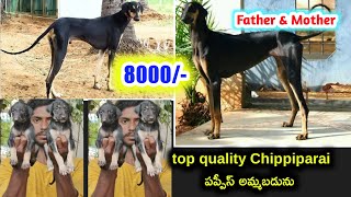 top quality Chippiparai puppies for sale in telugu/90590 80363 /aj pets
