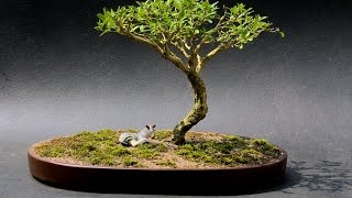 African Style, Serissa Bonsai, July 2015