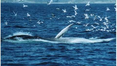 Fin Whales in 2.6 minutes - #TwoPointSixChallenge