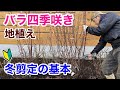 【プロのやり方】バラの冬剪定 地植え四季咲き