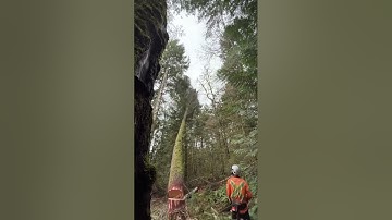 Kevin falling a big hazard tree #arborist #vanisle #treeclimber #dangerous