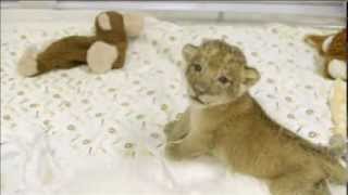 Baby Lion Cubs Happy Despite No Mother