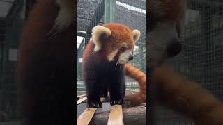 可爱的小熊猫来了！Cute Red Panda #Animal 【跟着图尔去旅行】