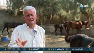 كيف بدأت تربية وتجارة الخيول في مصر؟