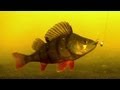 Perch fishing wt softbait & deadbait underwater attacks p-7. Рыбалка ловля окуня подводная съёмка