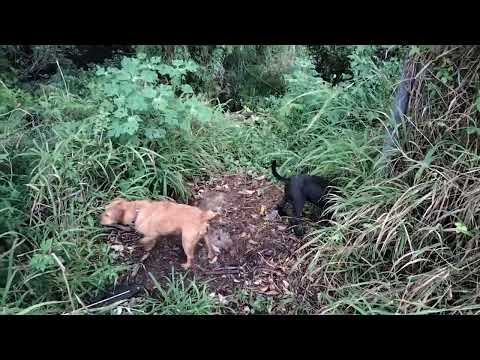 Stimulating hunting dogs in the city. Patterdale Terrier.