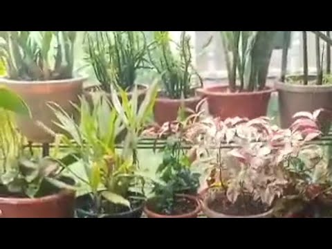 #rainyseason #soundsasmr #videoshortsyoutube @rosha