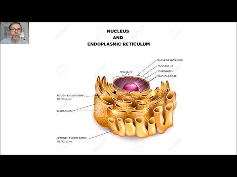 Reticulo endoplasmatico liso y rugoso