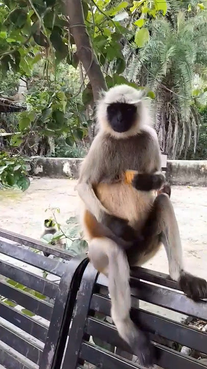 Bandar | Monkey | Hanuman | #shorts #funny #comedy #asmr