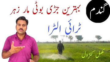 How to control weeds in wheat field | Tri ultra herbicide for wheat crop | Abid Ali Agrarian