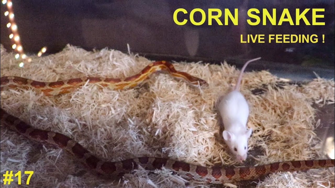 LIVE FEEDING Young Corn Snake ATTACKS adult mouse from behind ! YouTube