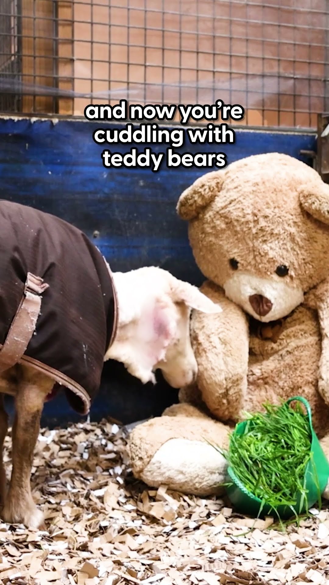 Abandoned Sheep Cuddles With Teddy Bears Now | The Dodo