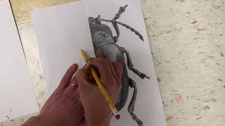 Symmetrical bug transfers!
