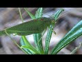 Grillo verde (Phaneroptera nana) ¡Las apariencias engañan! GONZALO.