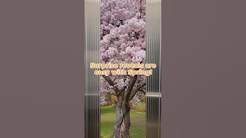 Update Spring Now and Try This Awesome Reveal Effect! #springvideoapp