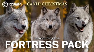MEET THE FORTRESS PACK! Canid Christmas at Yamnuska Wolfdog Sanctuary by Yamnuska Wolfdog Sanctuary 706 views 1 year ago 2 minutes, 19 seconds