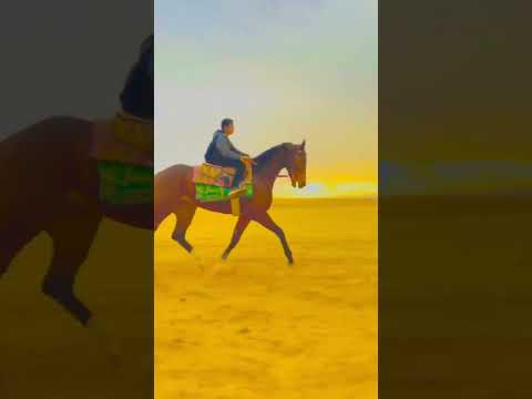 كيف حالك اسمع منى يا زين حريقه حريقة مهرجانات عز نفسك بدو بدو بدو   مهرجان