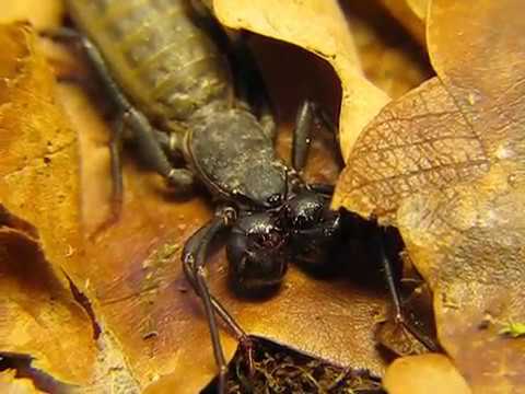 spider monkey Weird Arachnid The Giant Vinegaroon (Mastigoproctus giganteus) 1Of2