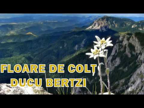 Video: Floarea de colț este o plantă frumoasă