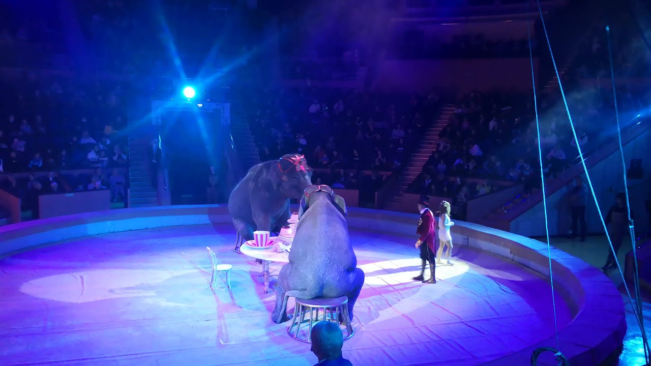 Девочка и слон цирк кисловодск. Девочка и слон цирк. Брянский цирк девочка и слон. Девочка и слон цирковое шоу.