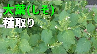 大葉 シソ の種取り方 To Collect Japanese Basil Seeds Youtube