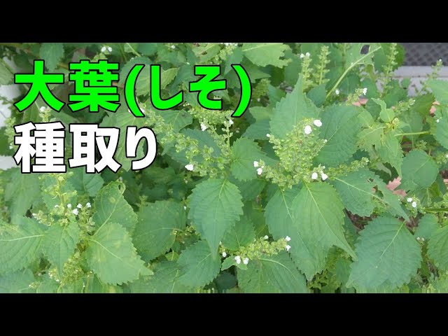 大葉 シソ の種取り方 To Collect Japanese Basil Seeds Youtube