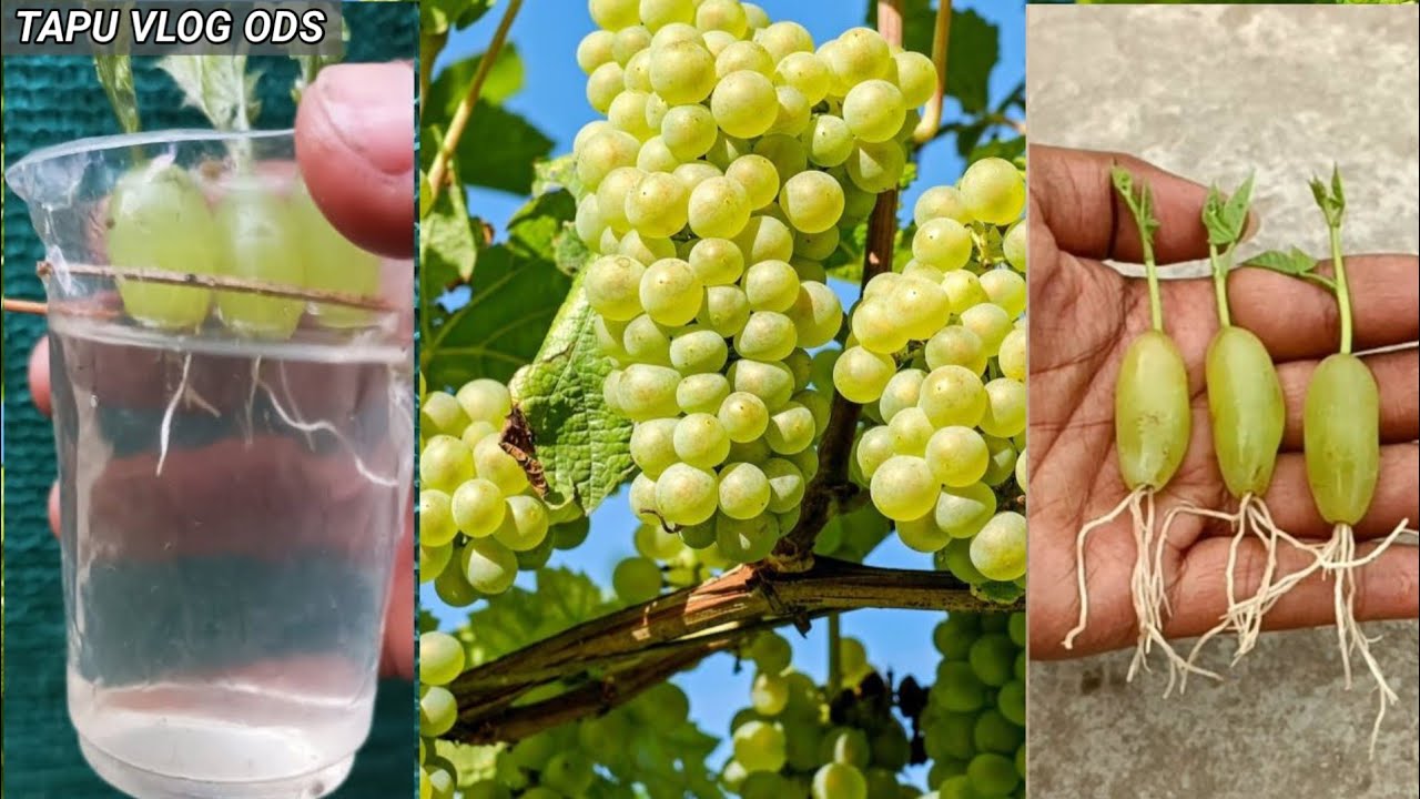 HOW TO GROW GRAPES 🍇🍇 PLANTS AT HOME 🏠 PLEASE SONT SKIP VIDEO AND
