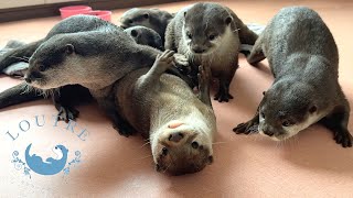 Naughty  Otter Gets A Scolding From Everyone