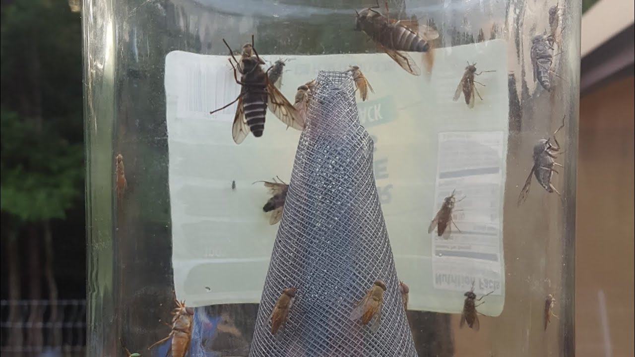 how to get rid of horse flies around pool