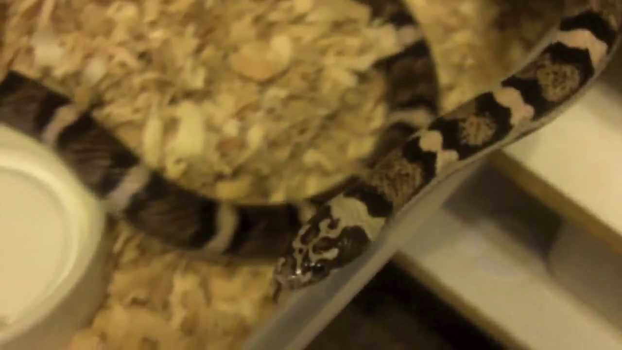 snake oil Corn Snake Chow Down
